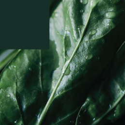 Spinach Pantone Asset